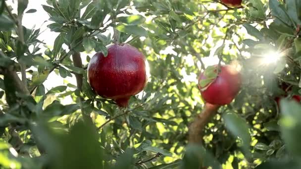 Zralé granátové plody rostoucí na stromě. Krásné červené granátové jablko na stromě. Čerstvé ovoce na větvi stromu. sluníčko na granátovém stromě. Koncept přirozeného jídla. Detailní záběr — Stock video