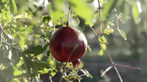 Rijp granaatappel vruchten groeien op de boom. Prachtige rode granaatappel aan boom. Vers fruit op de tak van de boom. zonneschijn liggend op granaatboom. Natuurlijke voeding concept. Close-up — Stockvideo