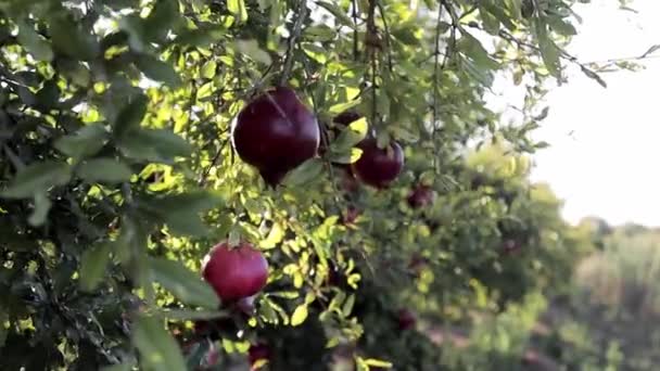 Ripe pomegranate fruits growing on tree. Beautiful red pomegranate on tree. Fresh fruits on the branch of tree. sunshine lying on Garnet tree. Natural food concept. Close-up — Stock Video