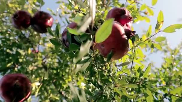 Reife Granatapfelfrüchte wachsen am Baum. Schöner roter Granatapfel am Baum. Frische Früchte auf dem Ast des Baumes. Sonnenschein auf Granatbaum liegend. Natürliches Ernährungskonzept. Nahaufnahme — Stockvideo