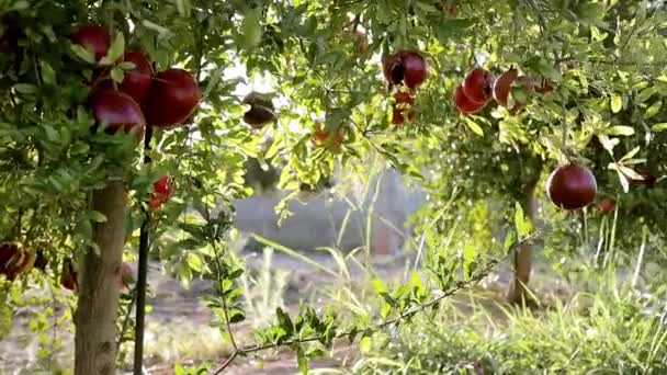 Pomegranate fruits growing on tree. Trees on the plantation. ,Red ripe pomegranate fruit on tree branch in the garden — Stock Video