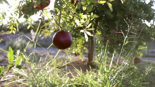 Pomegranate fruits growing on tree. Trees on the plantation. ,Red ripe pomegranate fruit on tree branch in the garden — Stock Video