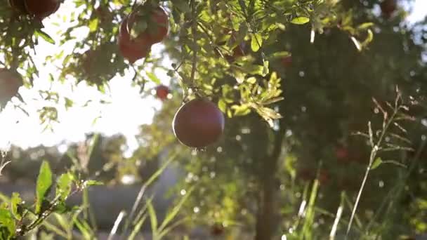 Granaatappelvruchten groeien aan een boom. Bomen op de plantage. , Rood rijp granaatappelfruit op boomtak in de tuin — Stockvideo