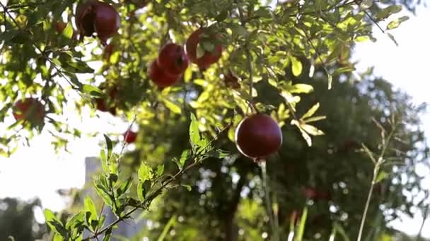 Granaatappelvruchten groeien aan een boom. Bomen op de plantage. , Rood rijp granaatappelfruit op boomtak in de tuin — Stockvideo