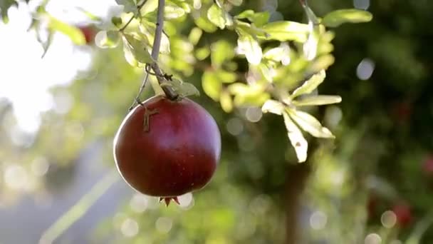 Pomegranate fruits growing on tree. Trees on the plantation. ,Red ripe pomegranate fruit on tree branch in the garden — Stock Video