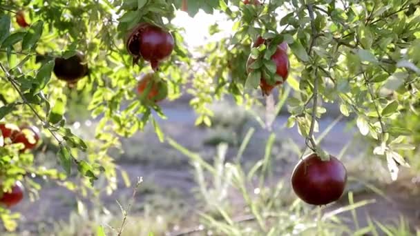 Zralé granátové plody rostoucí na stromě. Krásné červené granátové jablko na stromě. Čerstvé ovoce na větvi stromu. sluníčko na granátovém stromě. Koncept přírodních potravin — Stock video