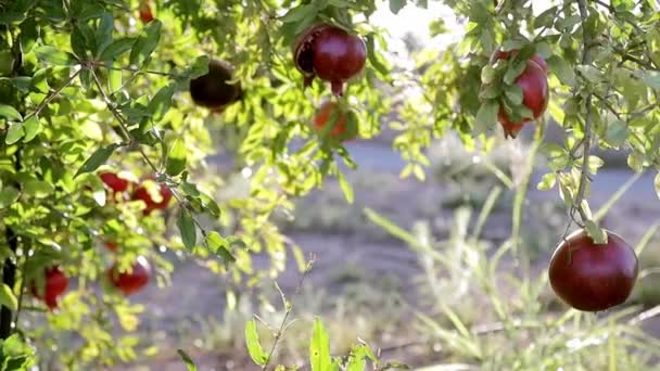 Ripe pomegranate fruits growing on tree. Beautiful red pomegranate on tree. Fresh fruits on the branch of tree. sunshine lying on Garnet tree. Natural food concept — Stock Video