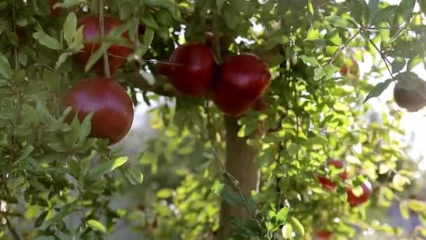 Ώριμοι καρποί ροδιού που φυτρώνουν στο δέντρο. Όμορφο κόκκινο ρόδι στο δέντρο. Φρέσκα φρούτα στο κλαδί του δέντρου. ηλιοφάνεια ξαπλωμένη στο δέντρο Garnet. Έννοια των φυσικών τροφίμων — Αρχείο Βίντεο