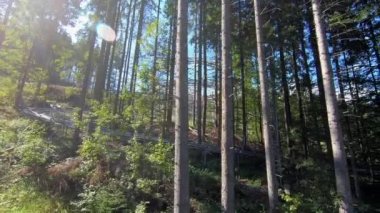 Güneşli bir sonbahar günündeki kayak merkezinin asansör kabinlerinin manzarası. Yeşil çimlerin üzerinde kaldırma hareketi. Ormanda yavaşça teleferik hareket ediyor. Tatil turizmi tatili kavramı