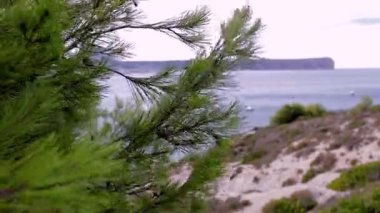 Ağaçtan güzel bir deniz. Yeşil çimenler, mavi deniz ve gökyüzü. Doğa