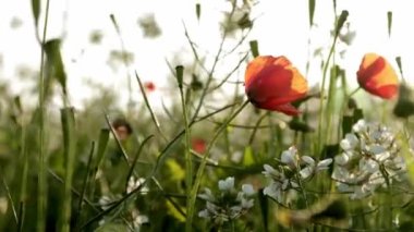 Tarladaki güzel kır çiçekleri. Bulutlu havada bahar doğası