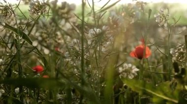 Tarladaki güzel kır çiçekleri. Bulutlu havada bahar doğası
