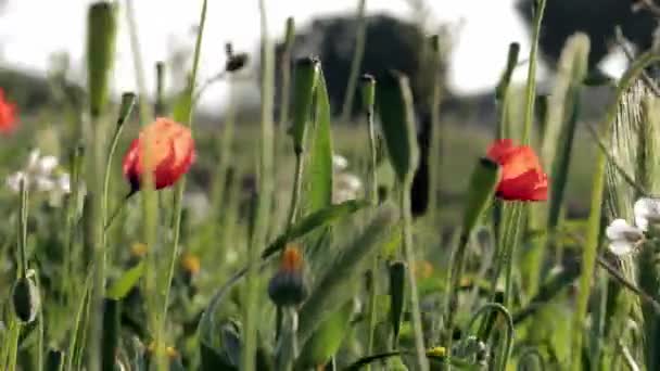 Campo de ppopies vermelho em tempo nublado. Flores silvestres diferentes — Vídeo de Stock