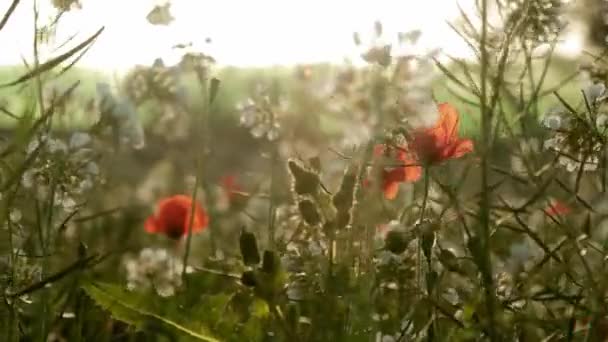 Hermosas flores silvestres en el campo. Naturaleza primaveral en clima nublado — Vídeo de stock