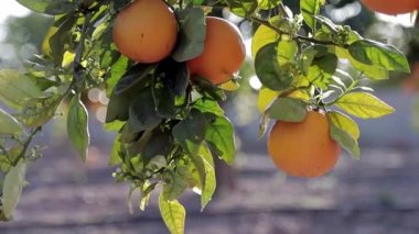 Kapalı bahar günü dallarda olgun sulu portakalları kapatıyoruz. Clementine bahçe ağaçları