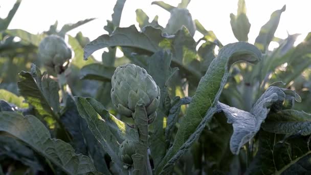 Field of natural artichokes vegetables in branch in a agricultural plantation at sunset. Raingrops on artichokes — Stock Video