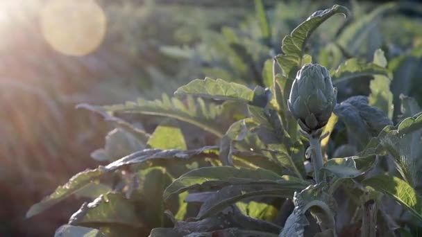 Campo de alcachofas naturales hortalizas en rama en una plantación agrícola al atardecer — Vídeos de Stock