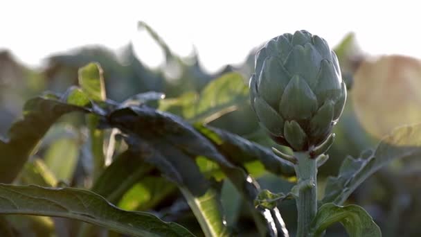 Gebied van natuurlijke artisjokken groenten in de aftakking in een landbouwplantage bij zonsondergang. Sluiten. — Stockvideo