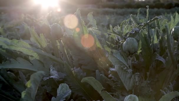 Campo de alcachofras naturais verduras no ramo em uma plantação agrícola no pôr do sol — Vídeo de Stock