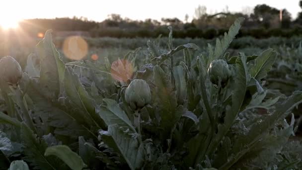 Campo de alcachofras naturais verduras no ramo em uma plantação agrícola no pôr do sol — Vídeo de Stock