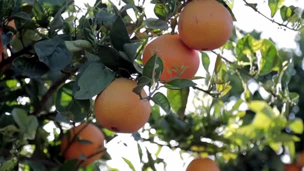 Närbild av fält mogna saftiga apelsiner på grenarna i varma vårdagen. Clementine trädgårdsträd — Stockvideo