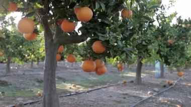 Portakallı yeşil mandalina ağaçları. İlkbaharda ağaçlarda taze portakallar