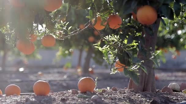 Groene mandarijnen bomen met sinaasappels buiten. Verse sinaasappels op bomen in de lente hete dag. Een deel van de overrijpe sinaasappels viel op de grond. — Stockvideo