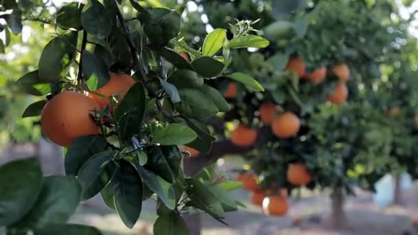 Tangerinas verdes árvores com laranjas ao ar livre. Laranjas frescas em árvores no dia quente de primavera — Vídeo de Stock