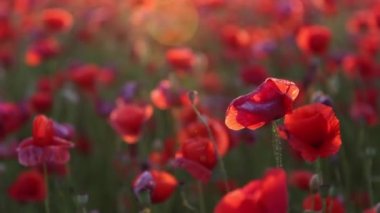 Gün batımında kırmızı haşhaş tarlası. Tarlada farklı kır çiçekleri