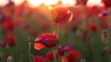 Gün batımında kırmızı haşhaş tarlası. Tarlada farklı kır çiçekleri