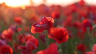 Bulutlu havada kırmızı haşhaş tarlasına yakın çekim. Farklı kır çiçekleri