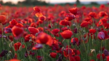 Gün batımında kırmızı haşhaş tarlası. Tarlada farklı kır çiçekleri