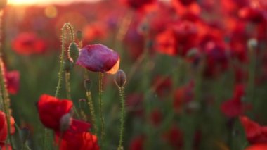 Bulutlu havada kırmızı haşhaş tarlasına yakın çekim. Farklı kır çiçekleri