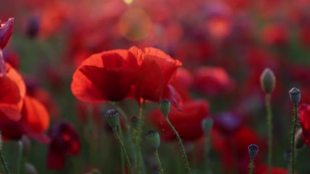 Detailní záběr na pole červených máků při západu slunce. Různé divoké květiny. Sluneční paprsky září na krásné květiny — Stock video