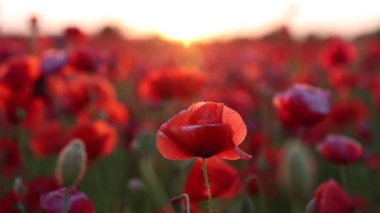 Bulutlu havada kırmızı haşhaş tarlasına yakın çekim. Farklı kır çiçekleri