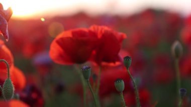 Gün batımında kırmızı haşhaş tarlasına yakın çekim. Farklı kır çiçekleri. Güneş ışınları güzel çiçeklerin üzerinde parlıyor.