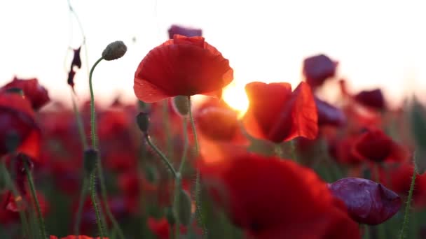 Papaveri rossi in campo durante maggio. Splendore bel tramonto su fiori di campo — Video Stock