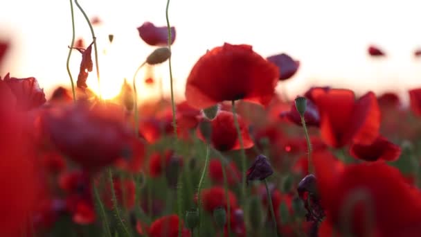 Červený mák v terénu během května. Krásný západ slunce svítí na divoké květiny