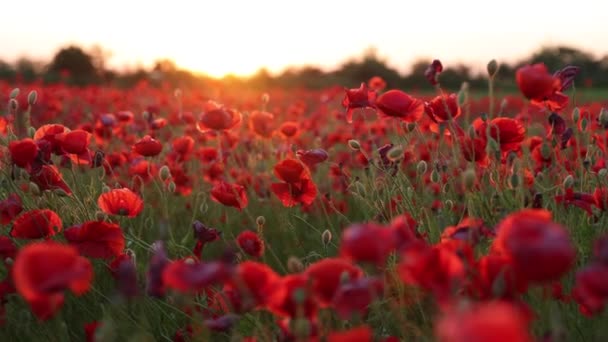 Vörös mákok a mezőn májusban. Gyönyörű naplemente ragyog a vadvirágokra. — Stock videók