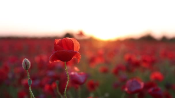 Coquelicots rouges dans les champs en mai. Beau coucher de soleil brillant sur les fleurs sauvages — Video