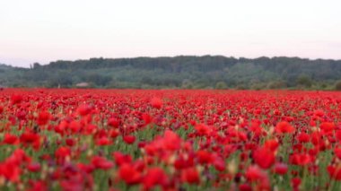 Mayısta kırmızı haşhaş tarlası. Güzel kır çiçekleri. Dağların arkaplanı