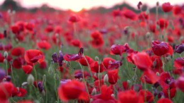 Tarladaki güzel kırmızı kır çiçekleri. Bulutlu havada bahar doğası