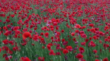 Tarladaki güzel kırmızı kır çiçekleri. Bulutlu havada bahar doğası