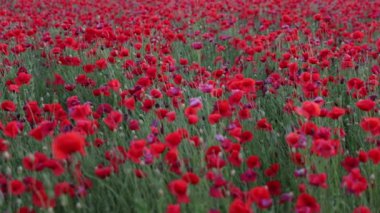 Tarladaki güzel kırmızı kır çiçekleri. Bulutlu havada bahar doğası