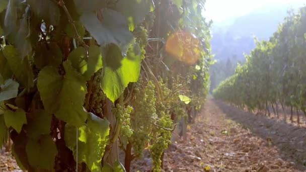Španělsko krajina krásné farmy a vinice. Zralé hrozny na révě pro výrobu bílého vína. Zralá vinice Hrozny