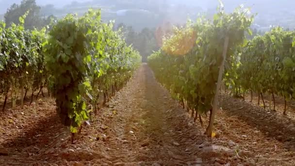 Spanien landsbygd vackra gårdar och vingårdar. Mogna druvor på vinstockar för att göra vitt vin. Mogna vindruvor — Stockvideo