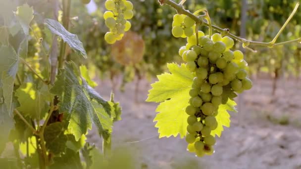 Piękne winogrona z białego wina. Sundet na farmie. Dojrzałe winogrona na winorośli do produkcji białego wina. Dojrzałe winnice — Wideo stockowe