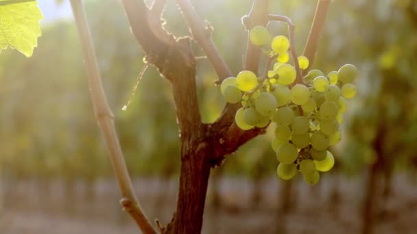 Piękne winogrona z białego wina. Sundet na farmie. Dojrzałe winogrona na winorośli do produkcji białego wina. Dojrzałe winnice — Wideo stockowe