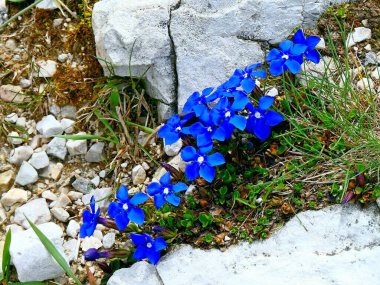 Gentiana 'nın parlak mavi çiçekleri Dolomitler, Güney Tyrol, İtalya' daki kayalık arazide çiçek açıyor.