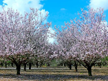 İsrail, Kudüs yakınlarındaki bir meyve bahçesinde Bahar çiçekli badem ağaçları